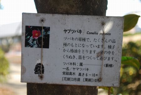 tubaki32.jpg