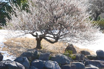 ume41.jpg