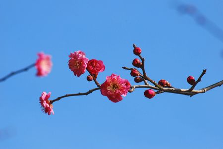 ume43.jpg