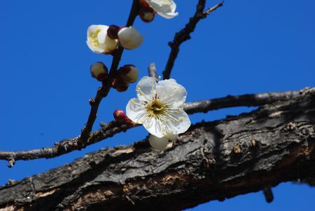 ume46.jpg