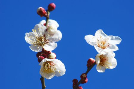 ume47.jpg
