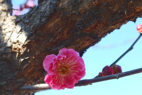 ume48.jpg