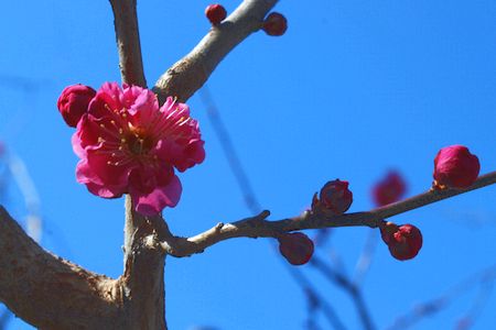 ume49.jpg