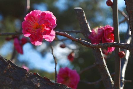 ume50.jpg
