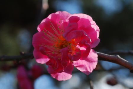 ume51.jpg