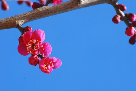ume52.jpg
