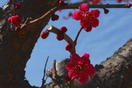 ume53.jpg