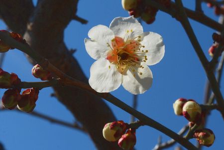 ume54.jpg