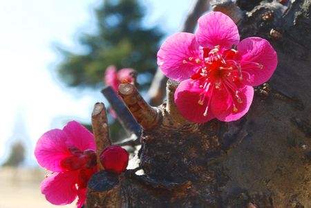 ume55.jpg