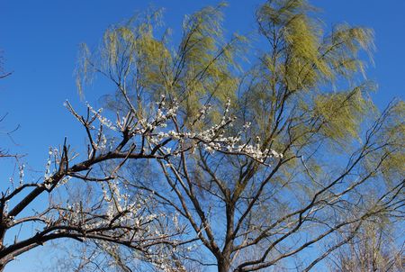 ume57.jpg