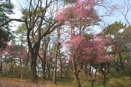 ume58.jpg