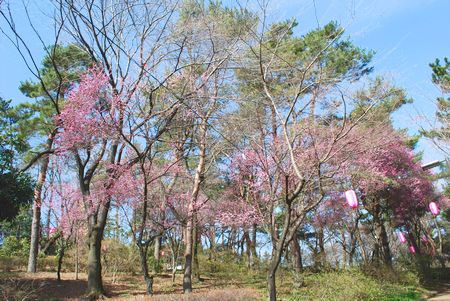 ume59.jpg