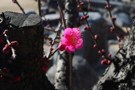 ume62.jpg