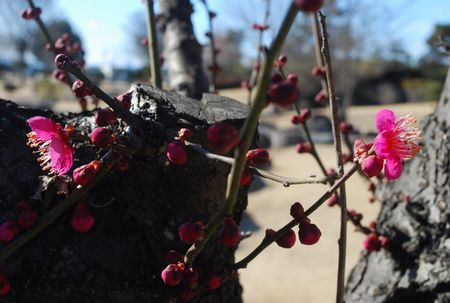 ume63.jpg