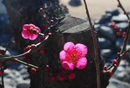 ume64.jpg