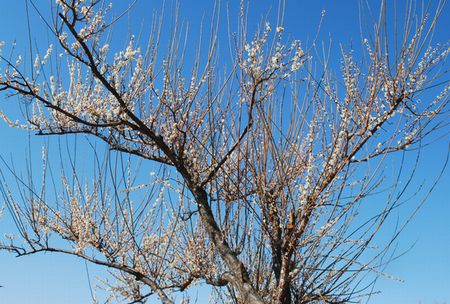 ume65.jpg