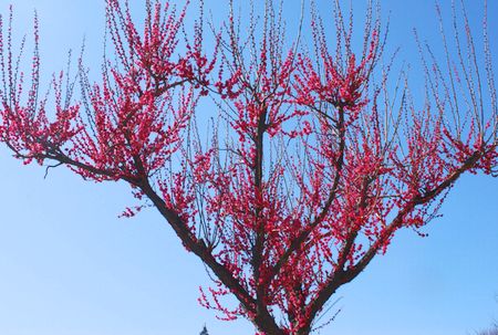 ume66.jpg