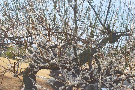 ume68.jpg