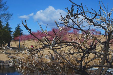 ume70.jpg