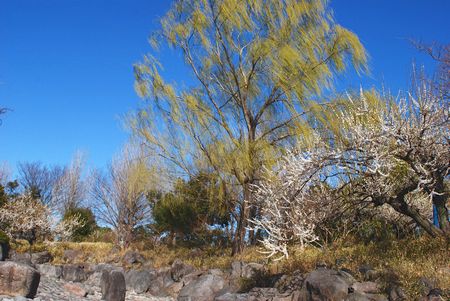 ume71.jpg
