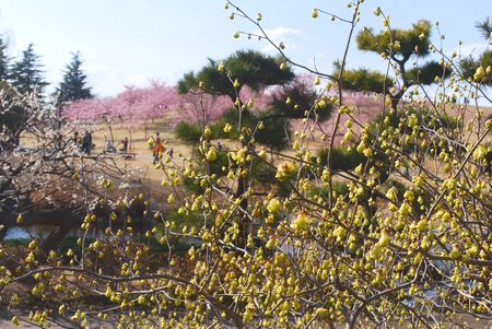 ume72.jpg