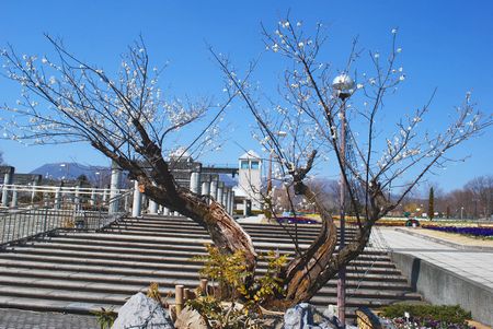 ume73.jpg