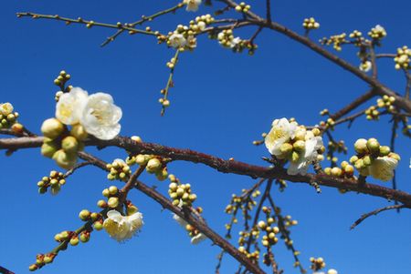 ume77.jpg