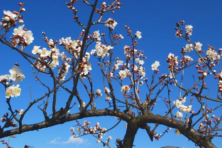 ume78.jpg