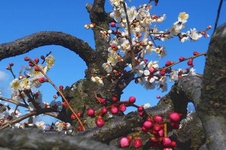 ume79.jpg