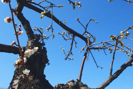 ume80.jpg