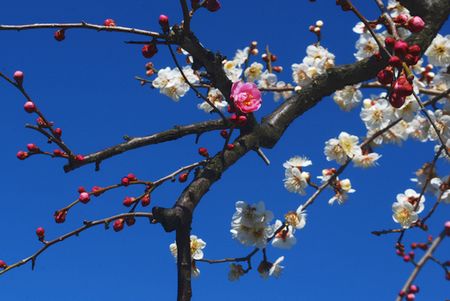 ume81.jpg