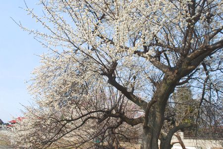 ume83.jpg