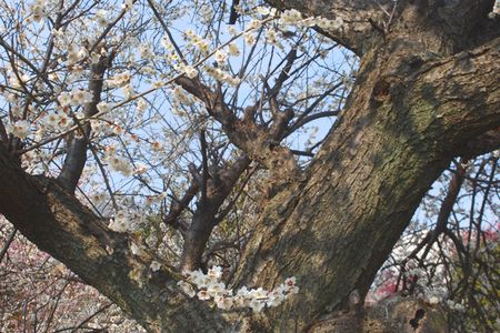 ume84.jpg