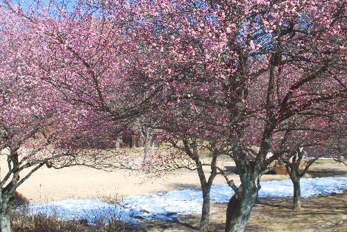 ume91.jpg