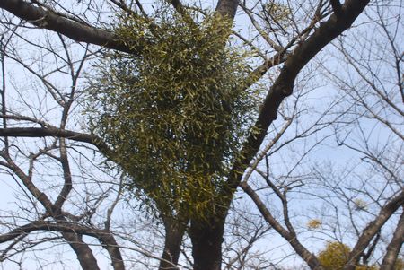 yadoriki272.jpg