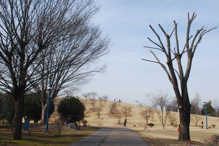 yanagi10.jpg